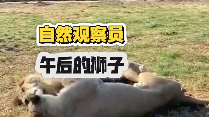 [Nature Observer] Lion