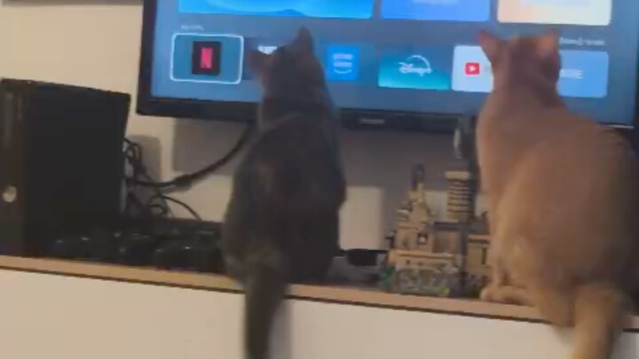 She Dont want me to watch TV