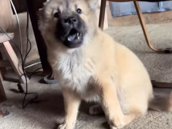 หมา: น่องไก่! น่องไก่! แม่งตาบอดแน่ คืนนี้ต้องเพิ่มน่องไก่เด็ดขาด!