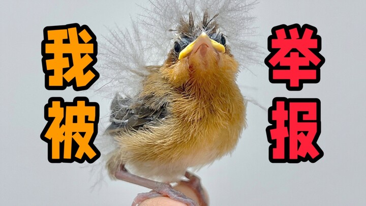 Nhặt được chim non, lại bị người ta báo cáo một cách vô lý, đúng là hết ý!