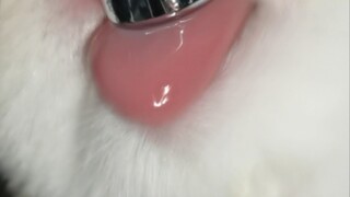 Whose cute little tongue is this?