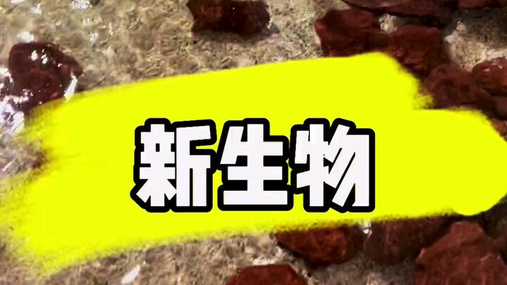 What offspring can Blue Dragon and Yellow Dragon produce?