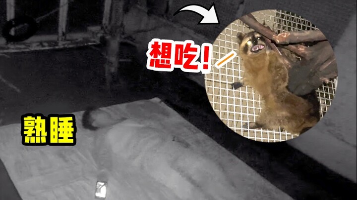 Spent a night sleeping with a raccoon under surveillance—never expected he'd actually try to eat me!