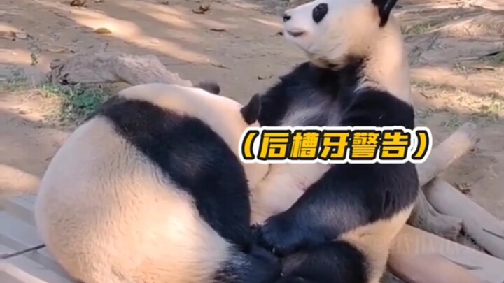 بحث عن الكنوز الوطنية: هل أنا لا أهتم بالمظهر؟ #الباندا العملاقة #فو باو الباندا العملاقة