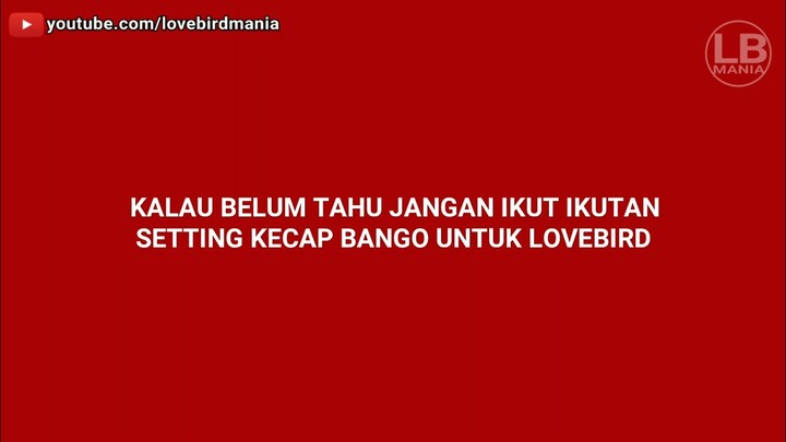 PERHATIKAN... kalau belum tahu jangan ikut ikutan setting kecap bango untuk lovebird