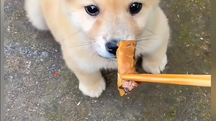 Siapa yang bisa menolak seekor anjing kampung Tiongkok yang menggemaskan!