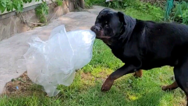 Шуня спит Дюша работает