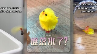 小鸡第三弹‼️越来越难猜了‼️
