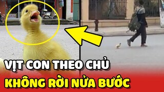 Cảm động chú VỊT CON đáng yêu đi theo chủ KHÔNG RỜI NỬA BƯỚC 😍 | Yêu Lu