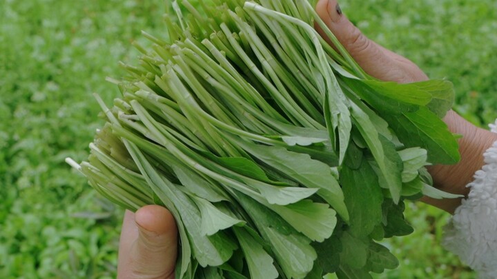 Immersive Wild Vegetable Picking | The 8th Spring Living in the Mountains with Mom—Wild Greens Are S