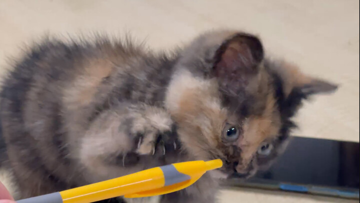 When a kitten sneaks into the office during a meeting