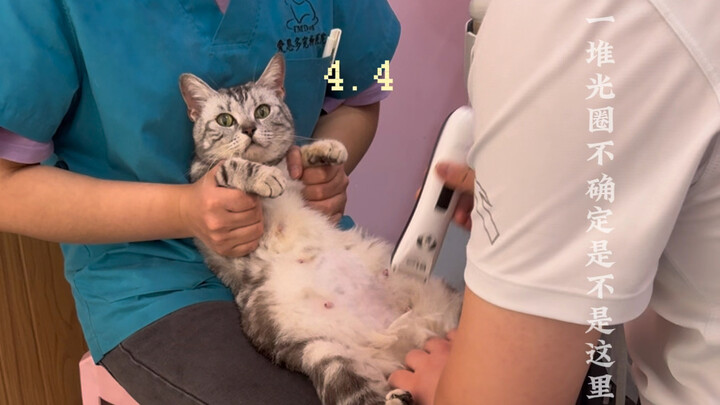 Maybe you’d also like to hear the story of a little cat.