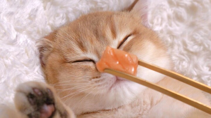 Kecepatan booting mengalahkan 99% kucing di negara ini