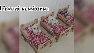 ได้เวลาเข้านอนน้องหมา