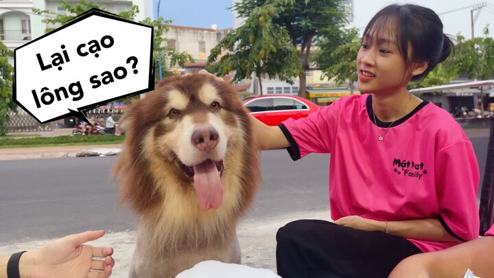 Mật Nguy Cơ Bị Cạo Lông Lần 2 - Số Nhọ Rồi 😅 Mật Pet Family