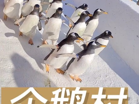 Changchun Beihu Penguin Village: Observe penguins and learn Northeastern dialect