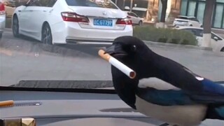 The full version of "Magpie Robbery" has exploded in the past two days
