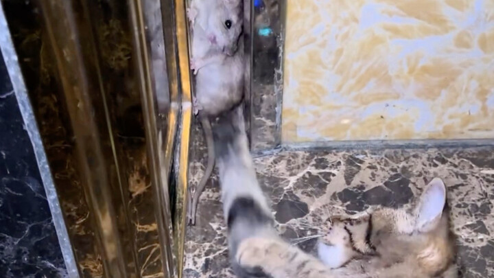 Mouse gets pounced on by the cat and squeaks in terror!