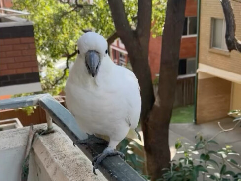 Polite Wild Kuizi is asking you for some big almonds.