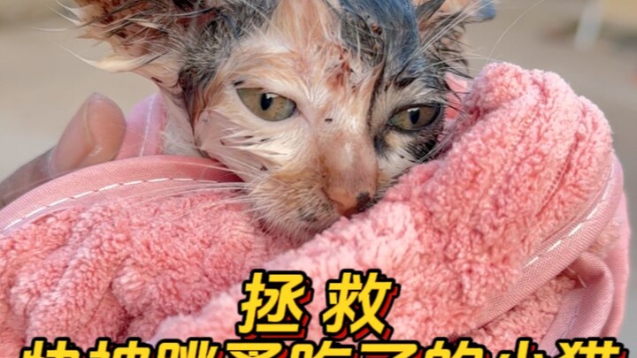 I never imagined that a flea infestation could even cost a kitten its life.
