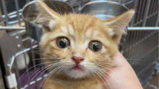 The old man's cat: The old man who is still grieving and the old man who is still grieving Mr. Lin
