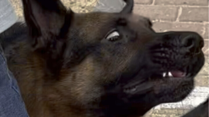 Pertemuan pertama dua bakat terbesar Gembala Jerman adalah sebuah kesuksesan