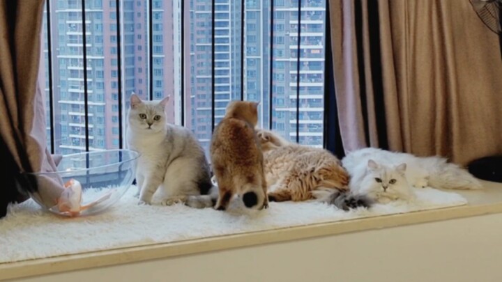 They’re all healing‑style kittens—except for that one soaking in water.