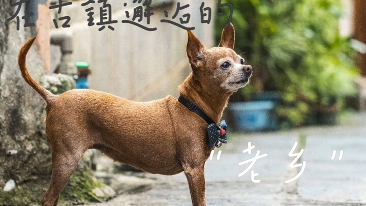 [Shiba Inu] An amazing wake-up call in an ancient town?