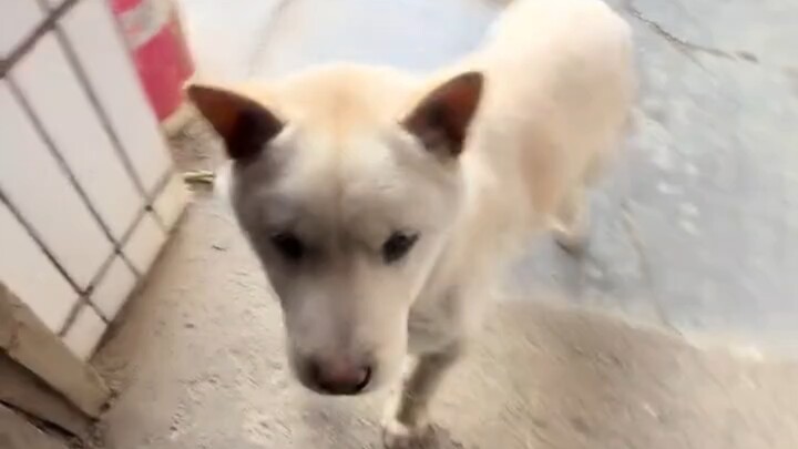 Ibu saya menyuruh saya mengantarkan makanan untuk anak anjing