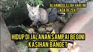 Ya Allah Karena Haus Dan Lapar Kucing Jalanan Ini  Nyari Makan Di Selokan..!