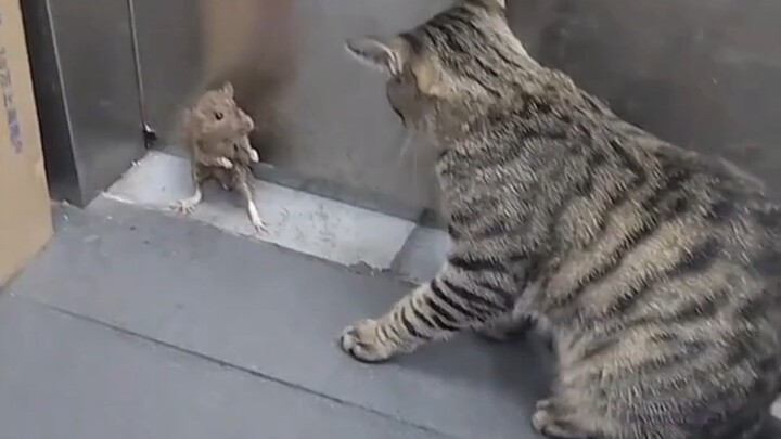 Pertempuran Kucing dan Tikus