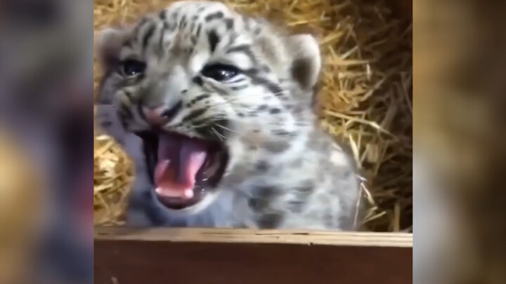 กะโหลกน้อย ฉันดุมากนะ ระวังโดนกัดนะ