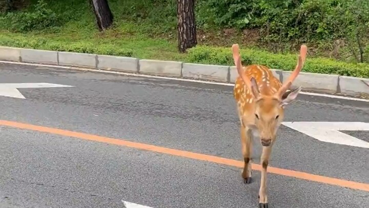 บนถนนบินไห่แห่งต้าเหลียน เจอ “กวางริมทะเล” กระโดดทะลุฟ้าอย่างงดงามสุดๆ!