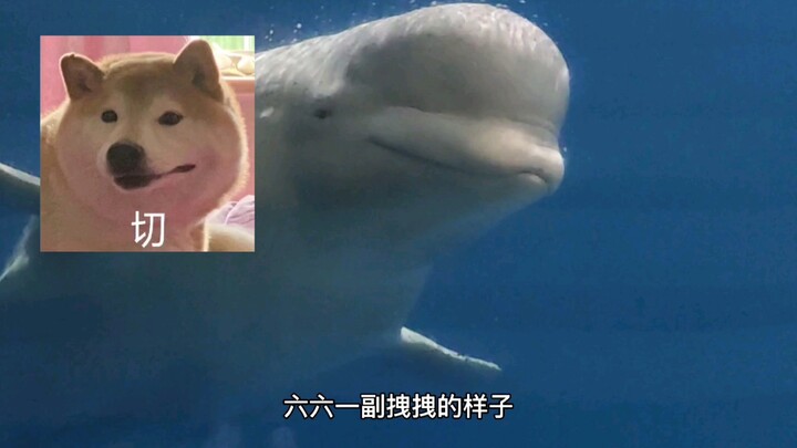 Selesai! Setelah kamu bikin Liu Liu marah, jangan harap bisa turun ke air lagi!