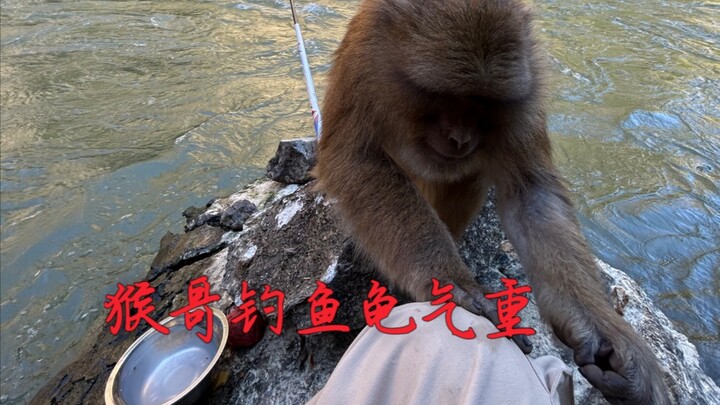 Anh Khỉ mê câu cá, nhưng tính keo kiệt quá đỗi! Có lẽ vì không thể trường sinh nên anh ta học hành c