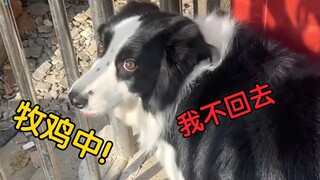 Border Collie ini kecanduan kerja, sudah dua hari tidak makan, benar-benar lupa makan dan tidur!
