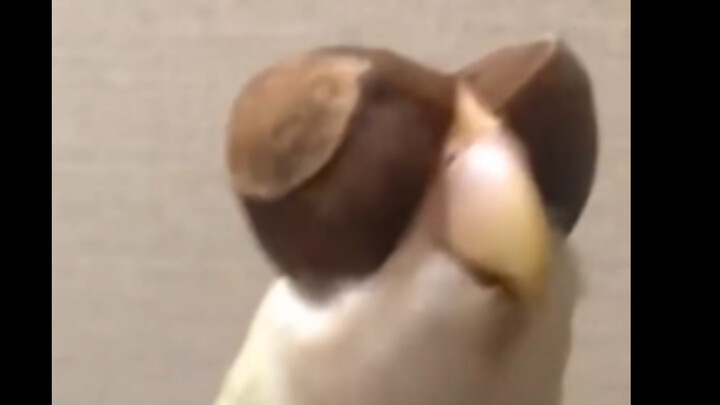 Buzz buzz buzz～ Aku adalah burung lalat!