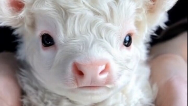 A rare Nordic species: the Thumb Cow-Cow