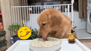 Feed my golden retriever with wonton today