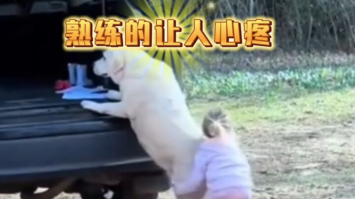 Cute kid tries again and again to help the Labrador get in the car…