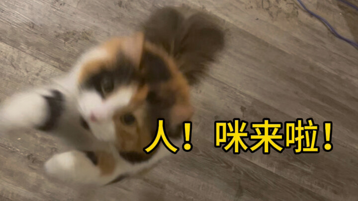 Kenapa ada kucing yang terbang ke atas dan menghisap orang?
