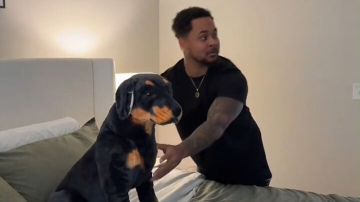 Netizen meletakkan boneka anjing palsu di atas tempat tidur—bagaimana reaksi si Doberman peliharaan 