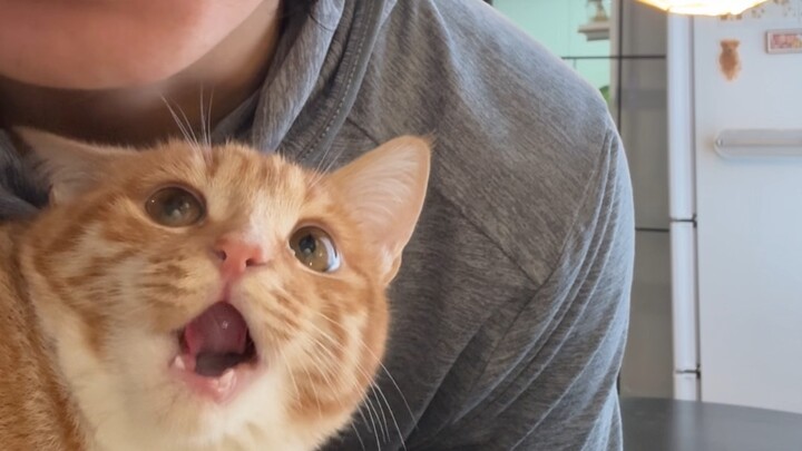 Lupakan saja pelihara kucing atau anjing..