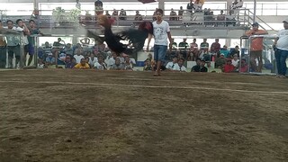 haws fight