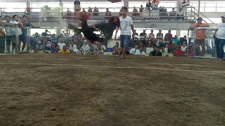 haws fight