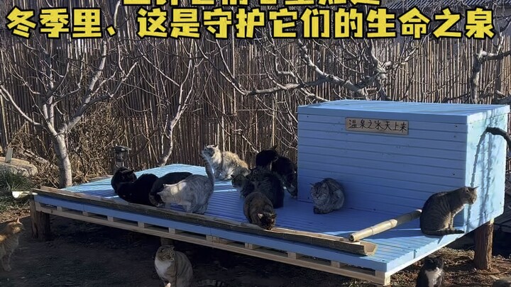 The problem of stray cats drinking water in winter has troubled me for two years. Today I found a wa