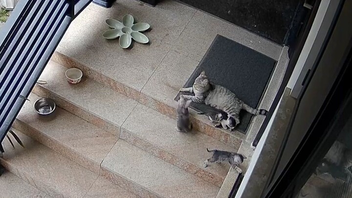 แม่แมว: เดี๋ยวเจอย่าของหนู ให้ร้องไห้เสียงดังๆ เลยนะ ย่าใจอ่อน