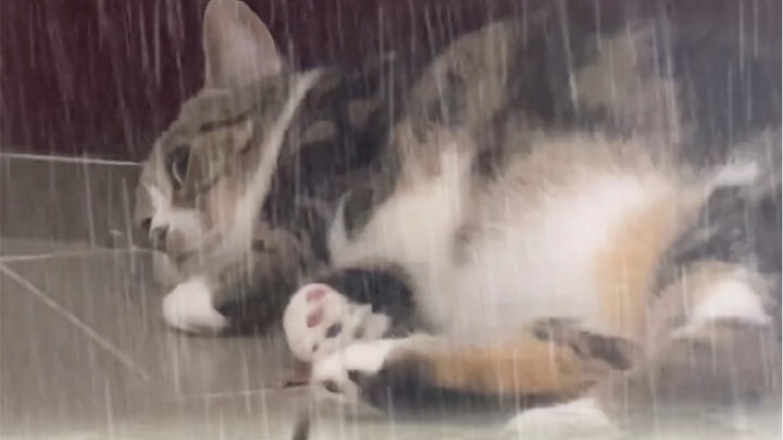 Short-legged, raspy-voiced people are just too hard to take—so tired!