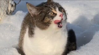 قطة نتنه!!!!!!!!!!!!!!!!!!