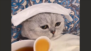 Sayang kucing～waktunya minum obat～